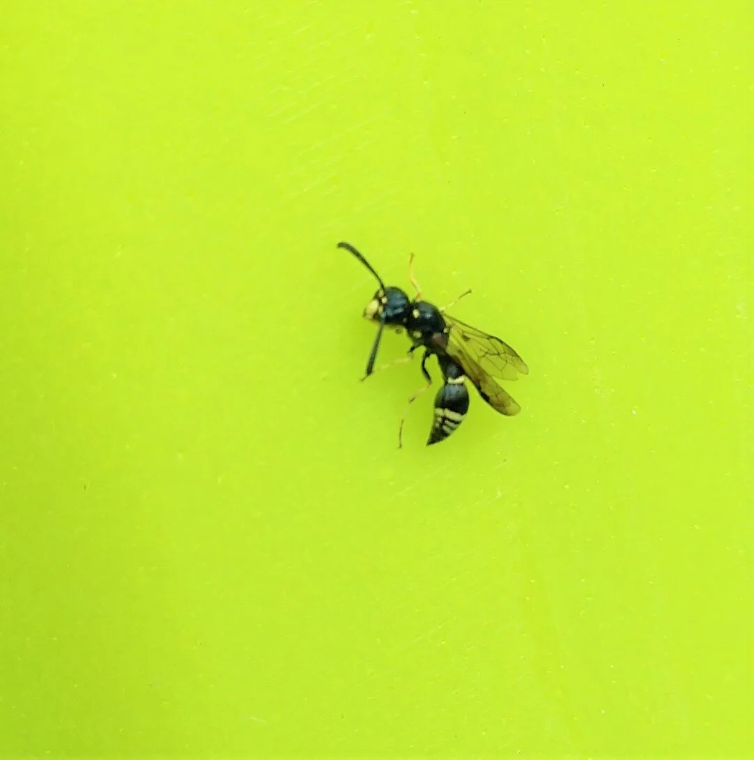  pictured here: not a bee. 